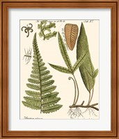 Framed 'Small Antique Fern IV' border=