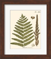 Framed 'Small Antique Fern VI' border=