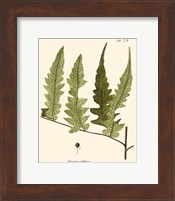 Framed 'Small Antique Fern VII' border=