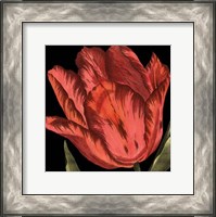 Framed Mini Transitional Tulip II