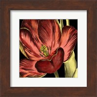 Framed Mini Transitional Tulip III