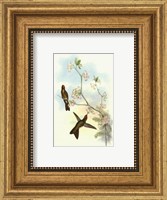 Framed Single Gould Hummingbird (IP) I