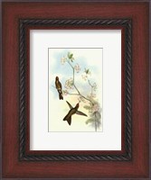 Framed Single Gould Hummingbird (IP) I