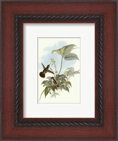 Framed Single Gould Hummingbird (IP) II
