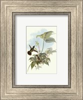 Framed Single Gould Hummingbird (IP) II