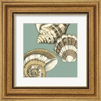 Framed Small Shell Trio on Blue II (P)