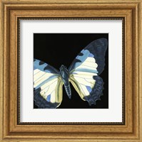 Framed Small Dramatic Butterflies I