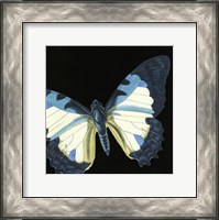 Framed Small Dramatic Butterflies I