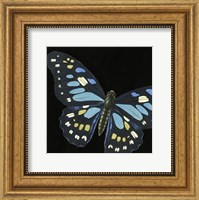 Framed Small Dramatic Butterflies II