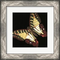 Framed Small Dramatic Butterflies III