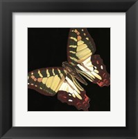Framed Small Dramatic Butterflies III