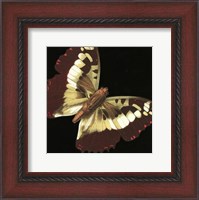 Framed Small Dramatic Butterflies IV