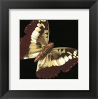 Framed Small Dramatic Butterflies IV