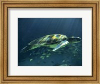 Framed Aegean Sea Turtles I
