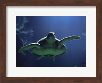 Framed Aegean Sea Turtles II