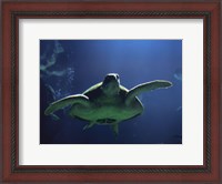 Framed Aegean Sea Turtles II