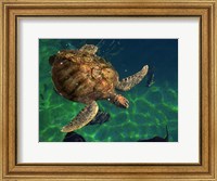 Framed Aegean Sea Turtles III