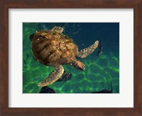 Framed Aegean Sea Turtles III