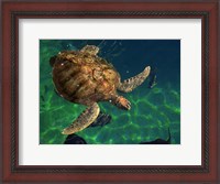 Framed Aegean Sea Turtles III