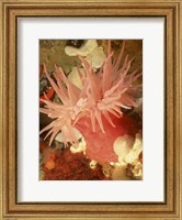 Framed Graphic Sea Anemone I