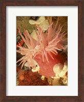 Framed Graphic Sea Anemone I