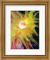 Framed Graphic Sea Anemone II