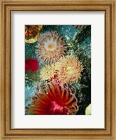 Framed Graphic Sea Anemone III