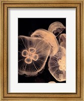 Framed Graphic Jellyfish I