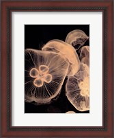 Framed Graphic Jellyfish I