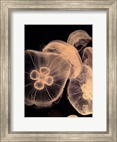 Framed Graphic Jellyfish I
