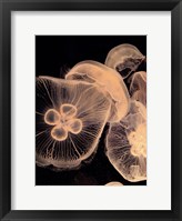 Graphic Jellyfish I Framed Print