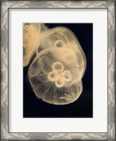 Framed Graphic Jellyfish II