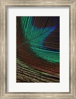 Framed Peacock Feathers I