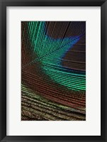 Framed Peacock Feathers I