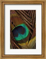 Framed Peacock Feathers II