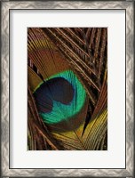 Framed Peacock Feathers II