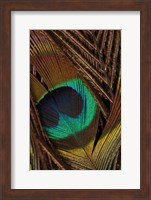 Framed Peacock Feathers II