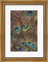 Framed Peacock Feathers III