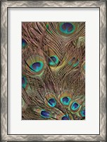 Framed Peacock Feathers III
