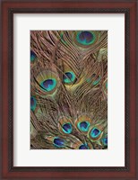 Framed Peacock Feathers III