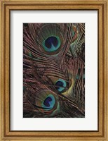 Framed Peacock Feathers IV