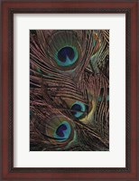 Framed Peacock Feathers IV