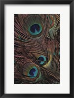 Framed Peacock Feathers IV