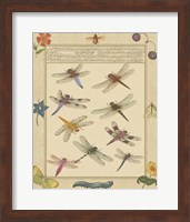 Framed Dragonfly Manuscript III