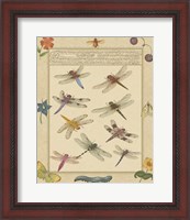 Framed Dragonfly Manuscript III