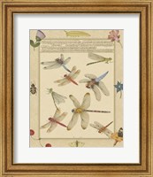 Framed Dragonfly Manuscript IV