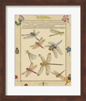 Framed Dragonfly Manuscript IV