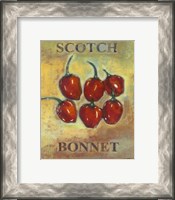 Framed Scotch Bonnet