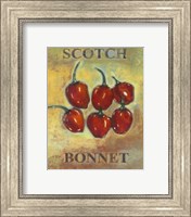 Framed Scotch Bonnet
