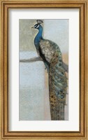 Framed Resting Peacock II